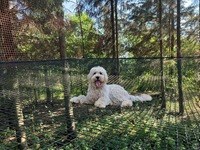Ein Hund im WOW PARK