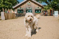 Ein Hund im WOW PARK
