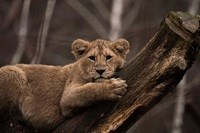 Süßes Löwenjunges im Aalborg Zoo