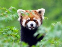 Panda im Aalborg Zoo 