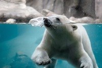 Schwimmes Eisbär im Aalborg Zoo