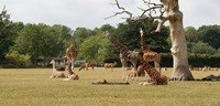 Knuthenborg Safaripark