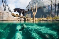 Ein Schwarzer Panther im Randers Regnskov