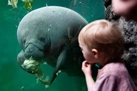 Nilpferd im Randers Regnskov
