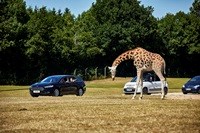 Safari-Abenteuer im eigenen Auto im GIVSKUD ZOO – ZOOTOPIA